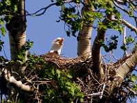 eagle Xmas Card 2424  Eagle on nest, Cluculz lake, BC